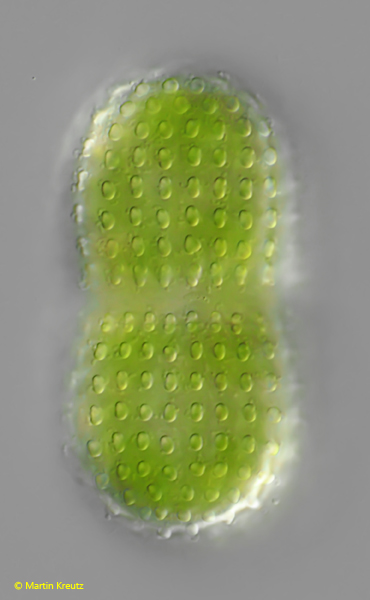 Cosmarium-elegantissimum