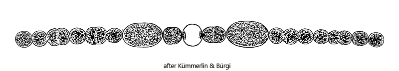 Dolichospermum-planctonicum
