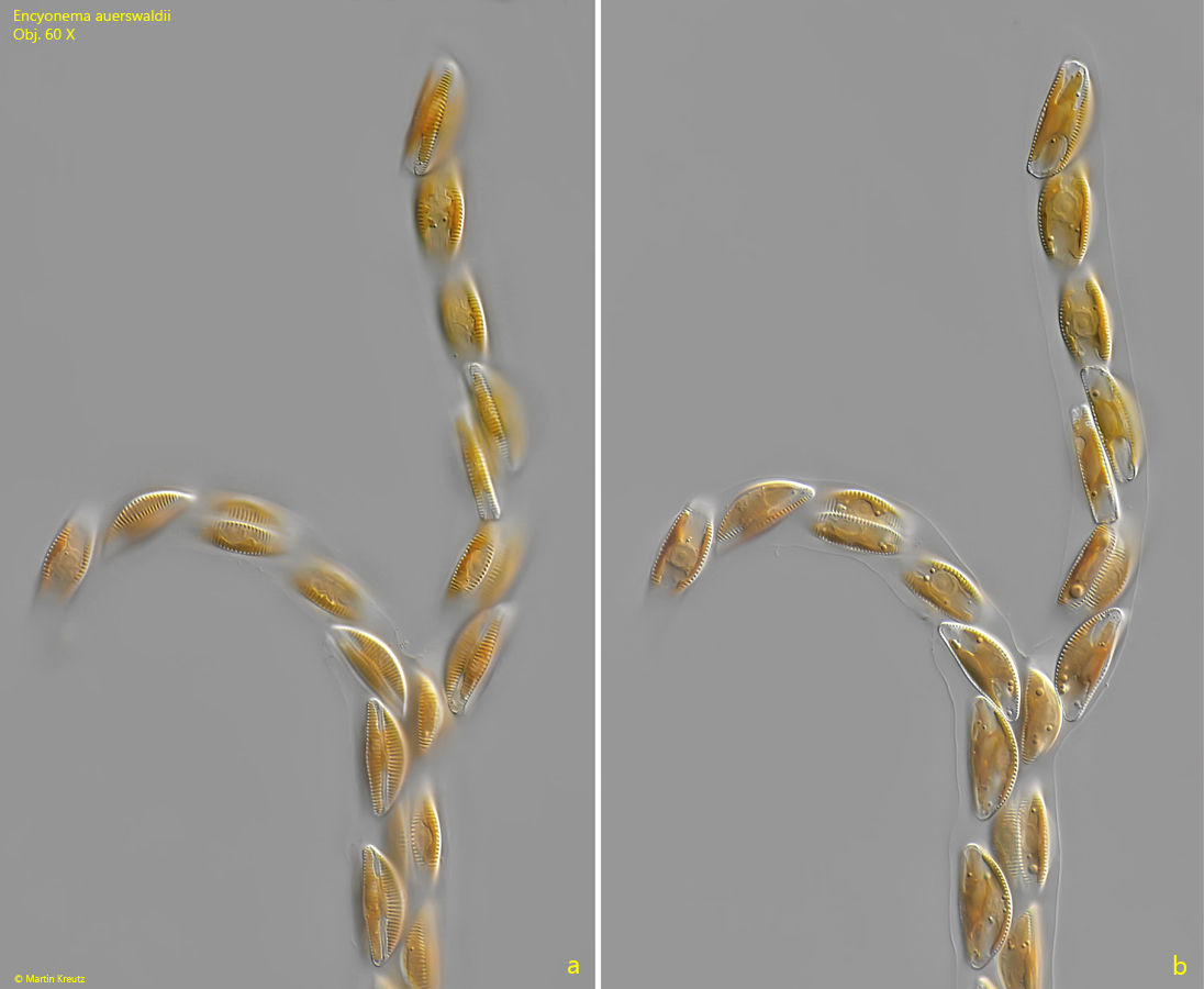Encyonema-auerswaldii