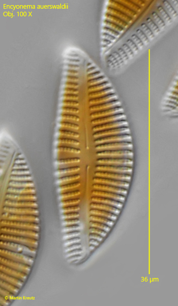 Encyonema-auerswaldii