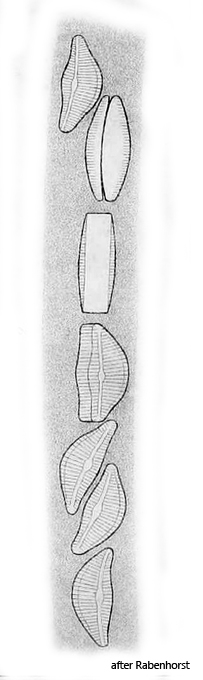 Encyonema-auerswaldii