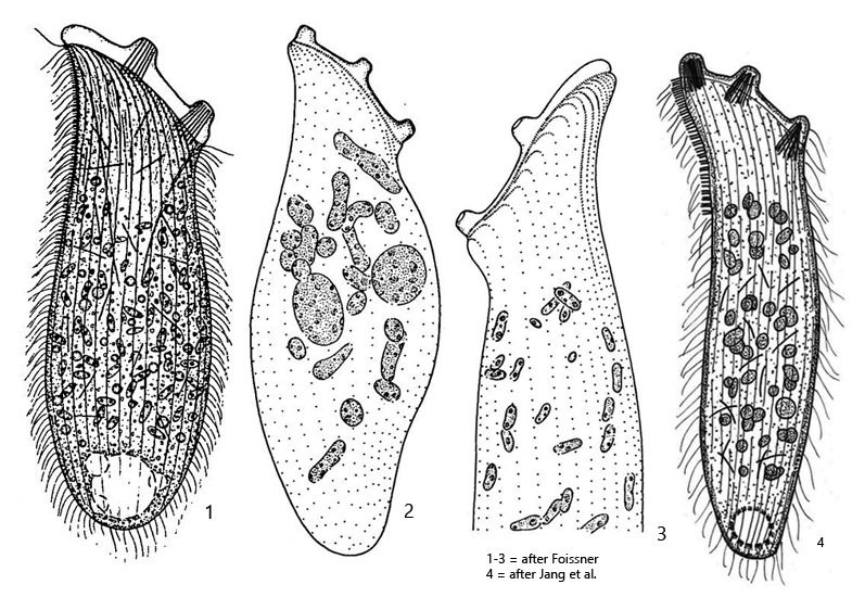 Epispathidium-papilliferum