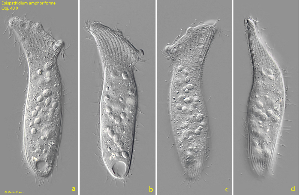 Epispathidium-papilliferum