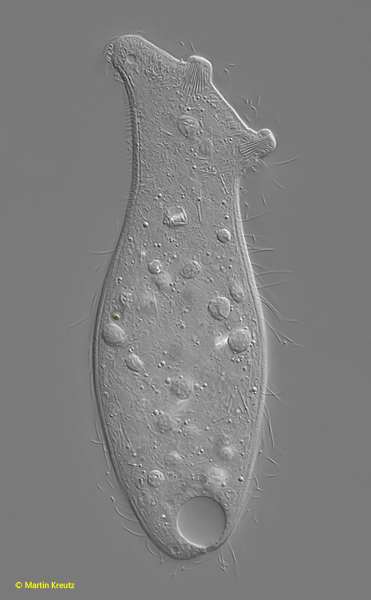 Epispathidium-papilliferum