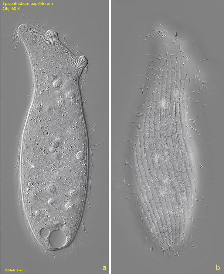 Epispathidium-papilliferum