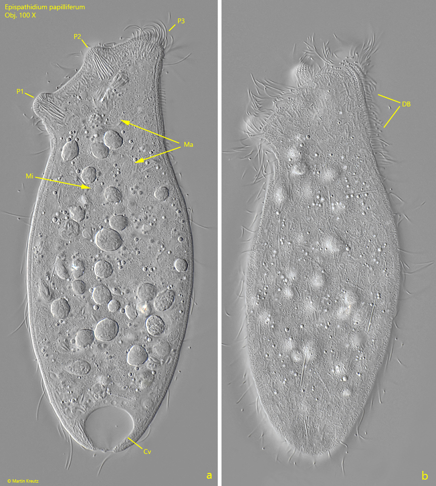 Epispathidium-papilliferum