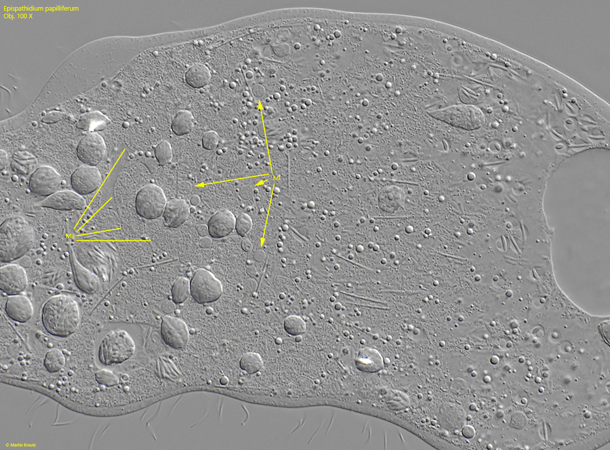 Epispathidium-papilliferum