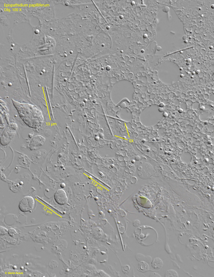 Epispathidium-papilliferum