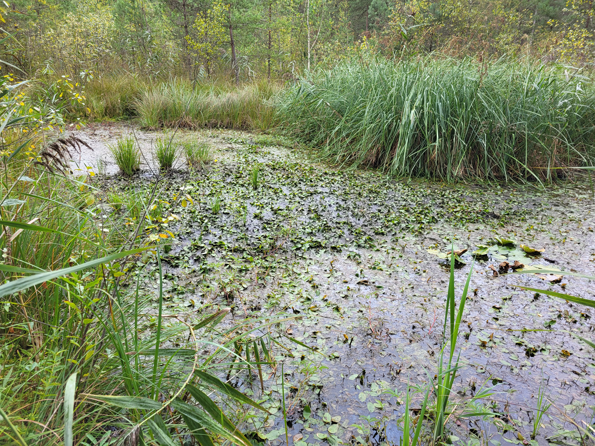 Simmelried, Sep. 2024