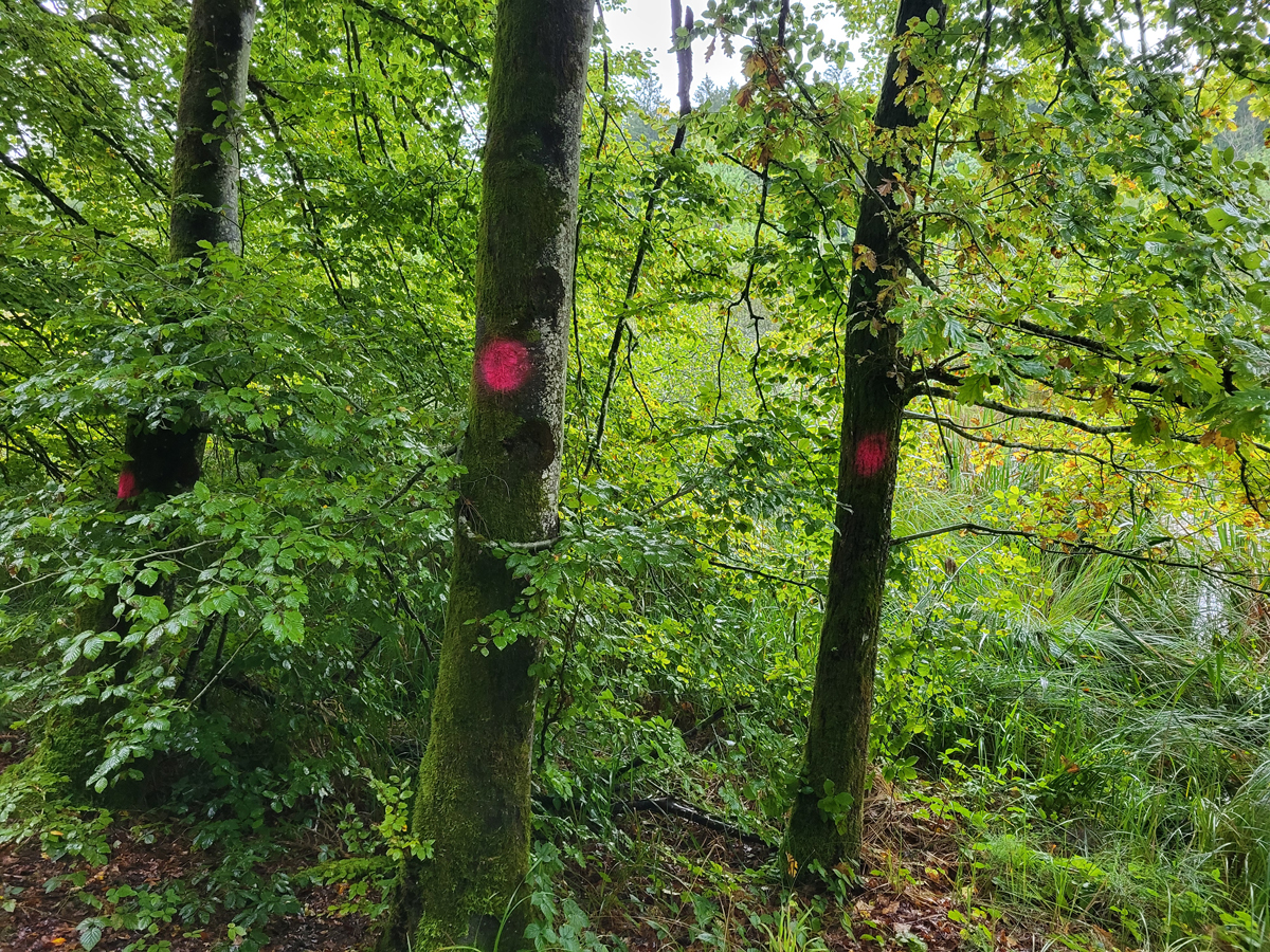 Simmelried, Sep. 2025