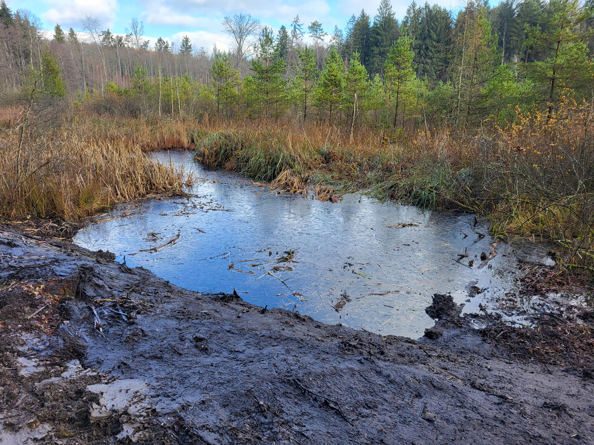 Simmmelried, Nov. 2025