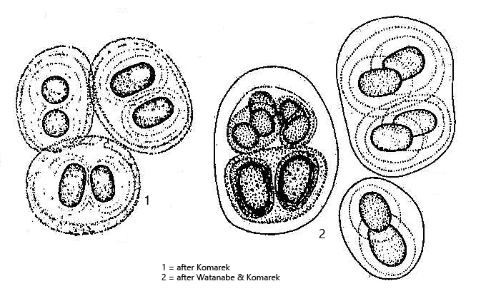 Gloeothece-fuscolutea