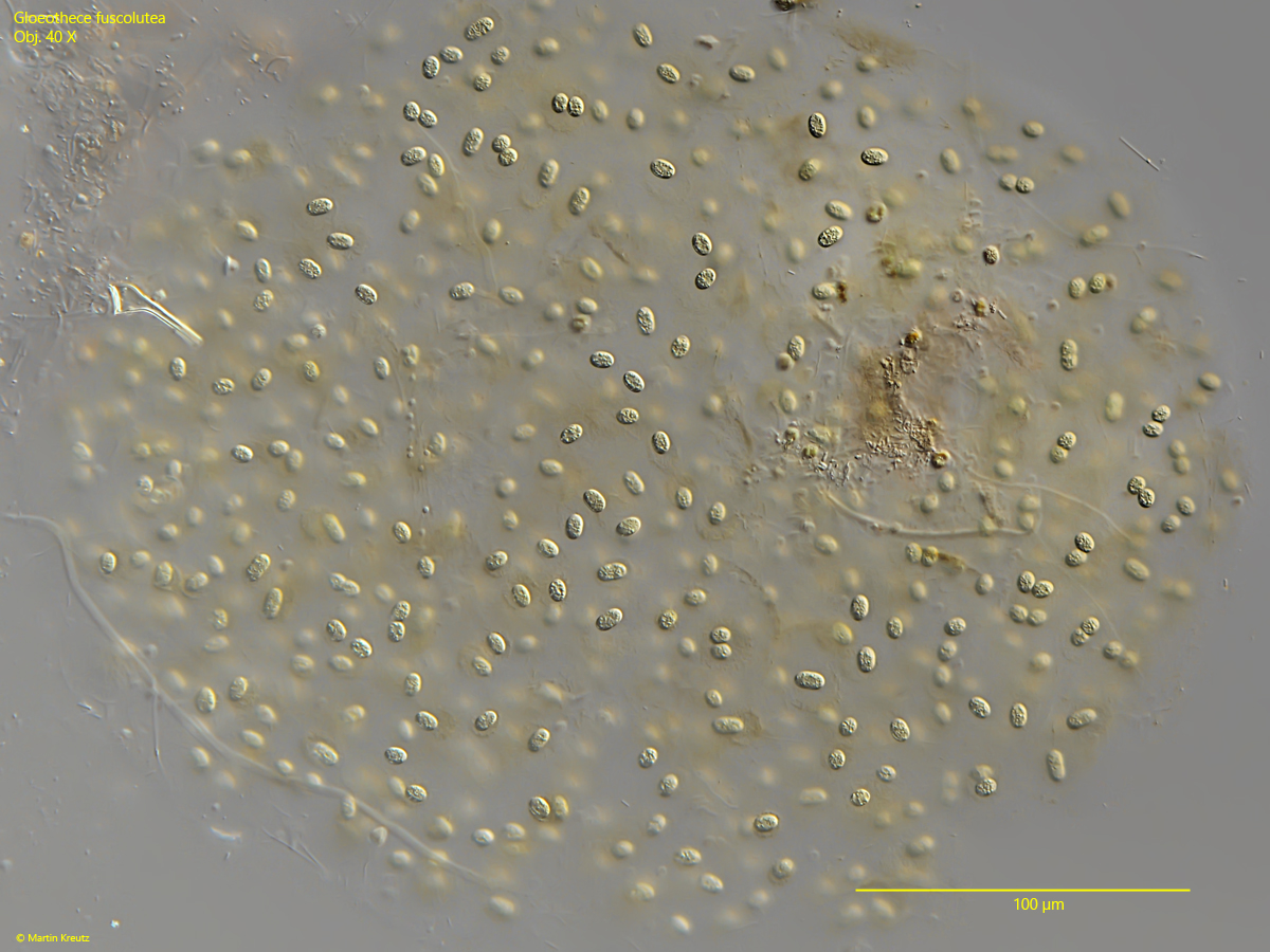Gloeothece-fuscolutea