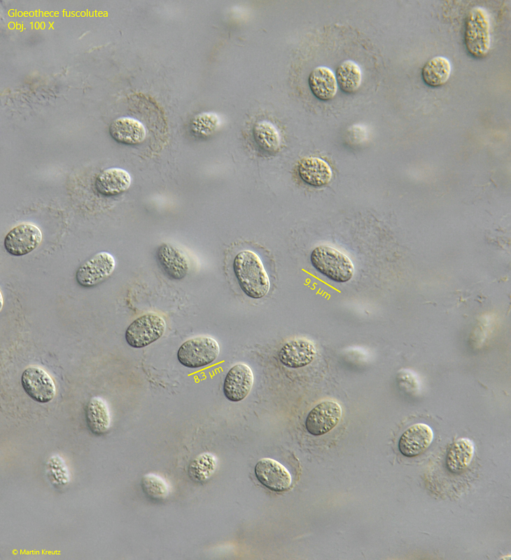 Gloeothece-fuscolutea