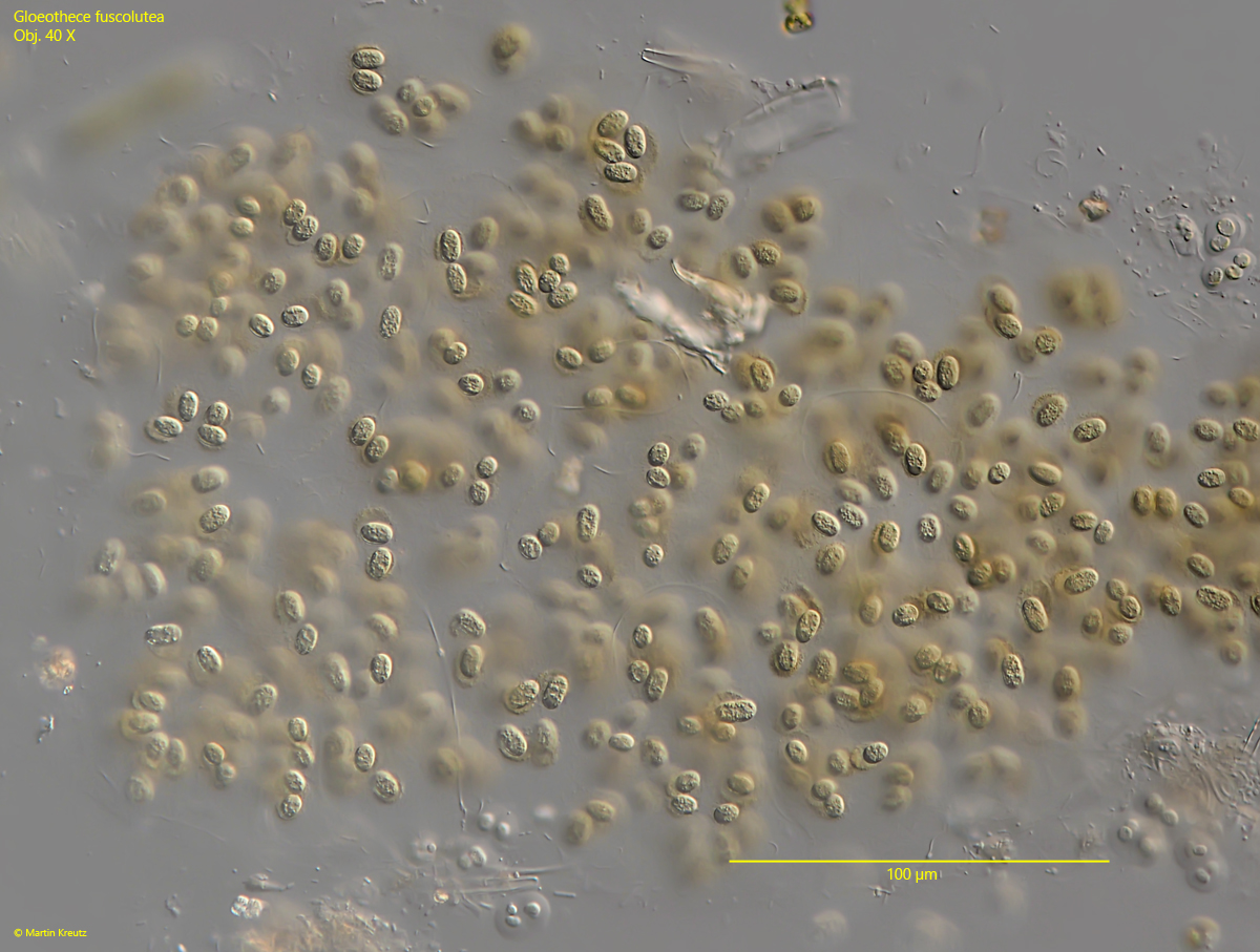 Gloeothece-fuscolutea