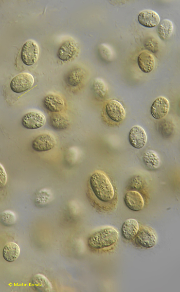 Gloeothece-fuscolutea