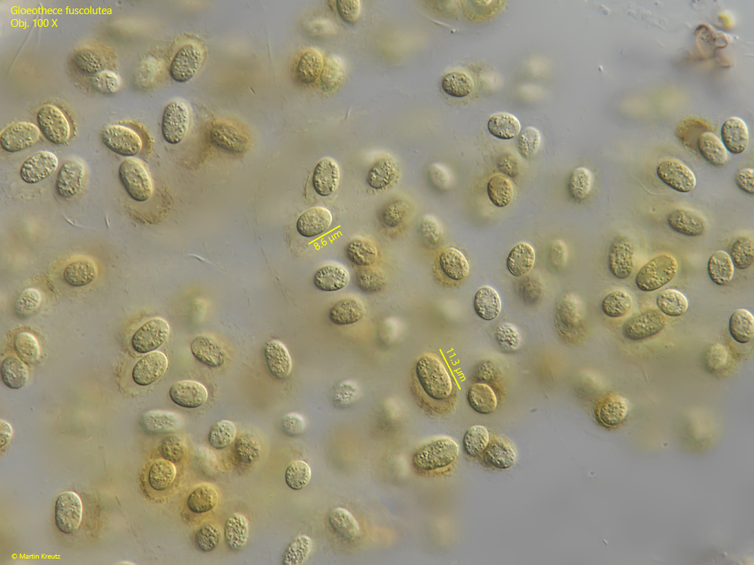 Gloeothece-fuscolutea