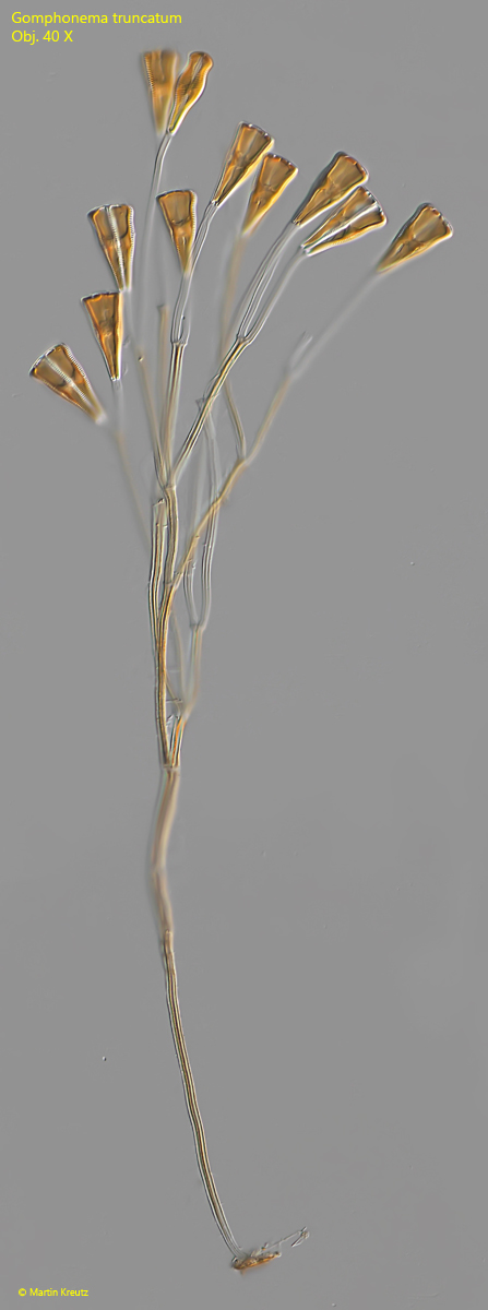 Gomphonema-truncatum