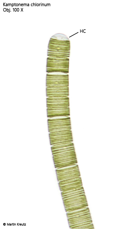 Kamptonema-chlorinum