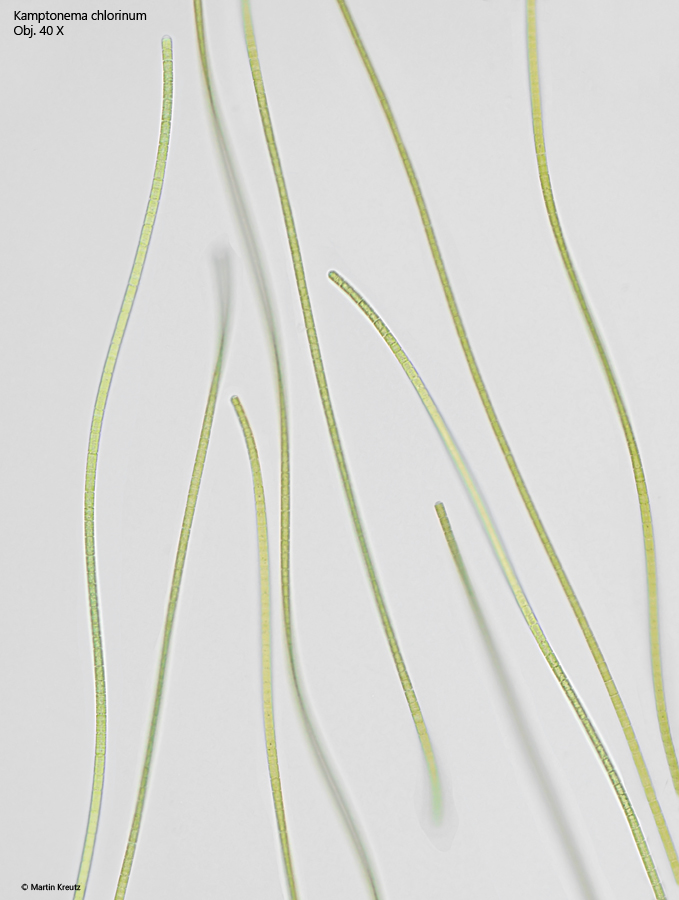 Kamptonema-chlorinum
