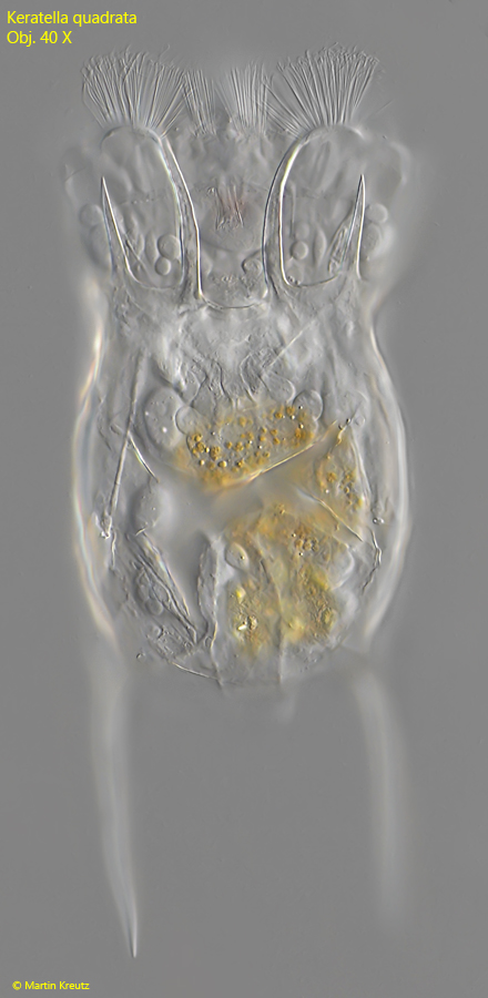 Keratella-quadrata