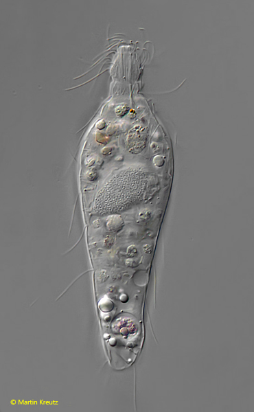 Lacrymaria-sapropelica