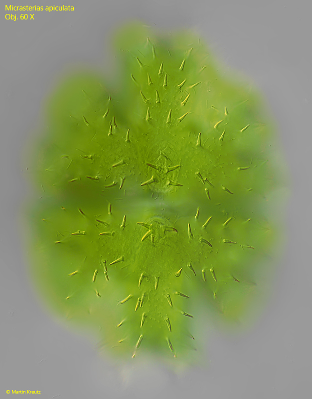 Micrasterias apiculata