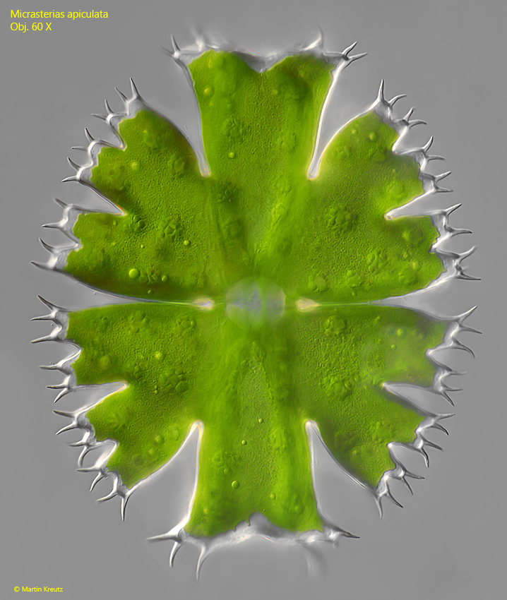 Micrasterias-apiculata