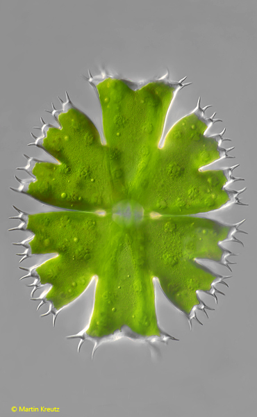 Micrasterias apiculata