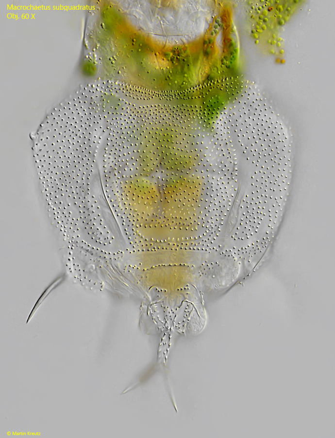 Macrochaetus-subquadratus