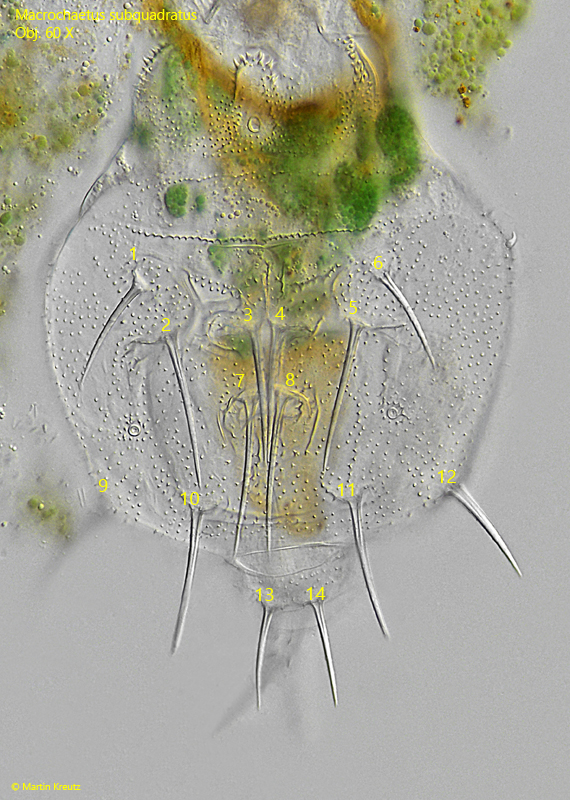 Macrochaetus-subquadratus