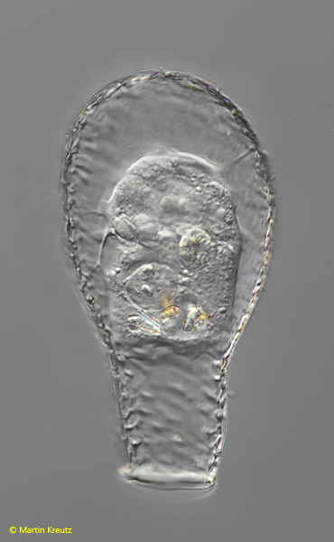 Padaungiella-lageniformis