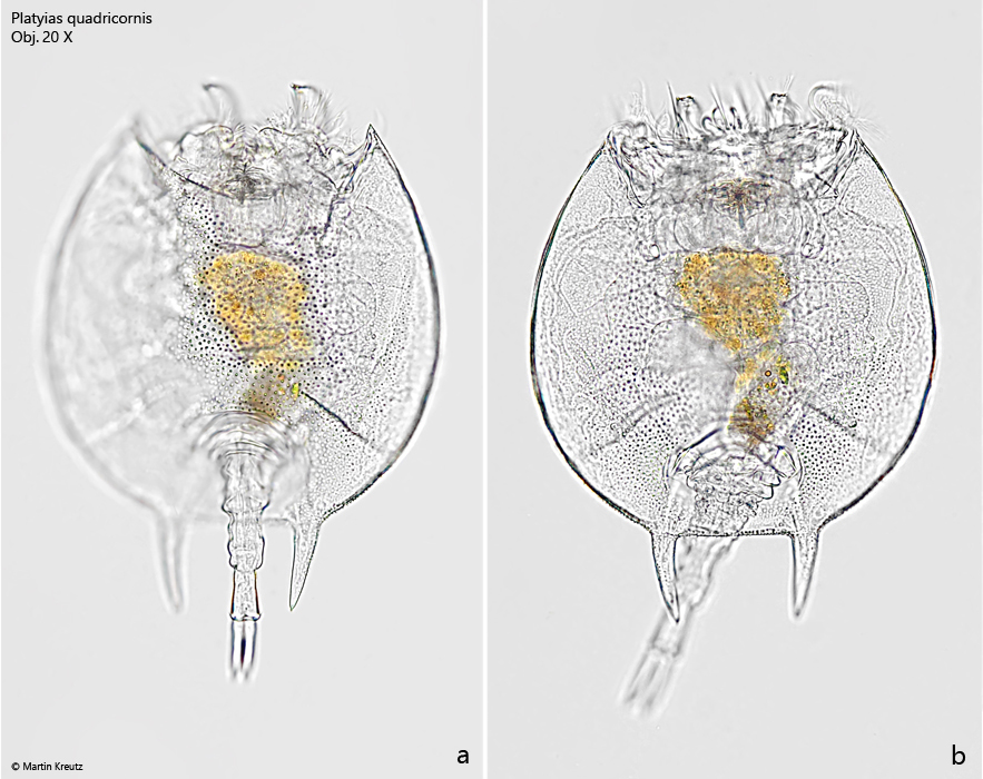 Platyias-quadricornis