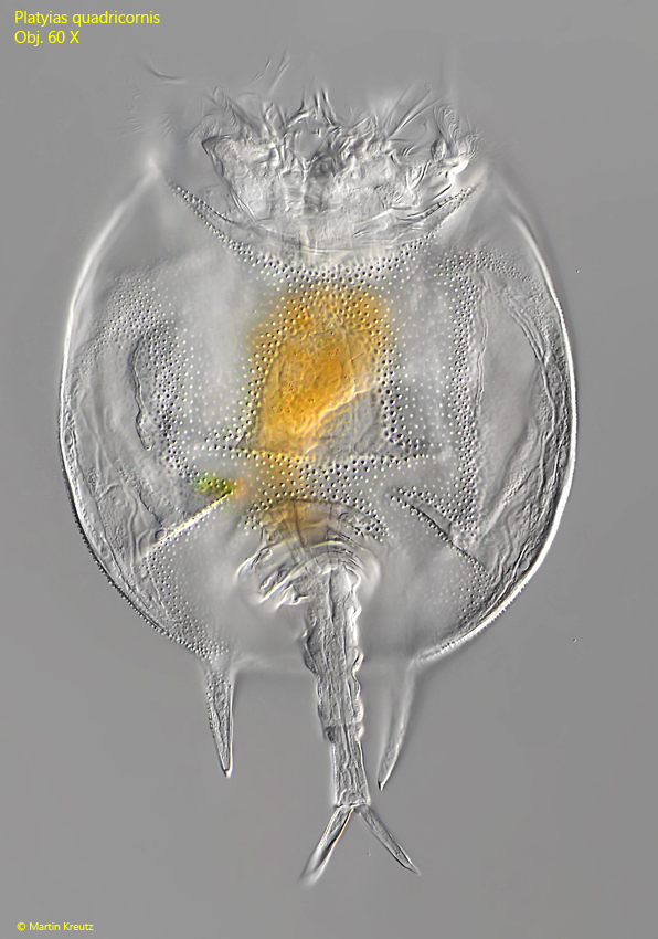 Platyias-quadricornis