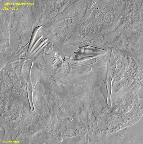 Platyias-quadricornis