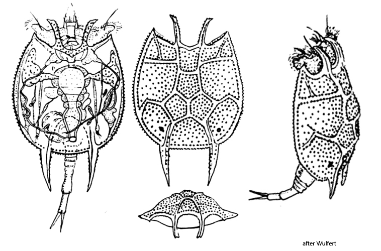Platyias-quadricornis