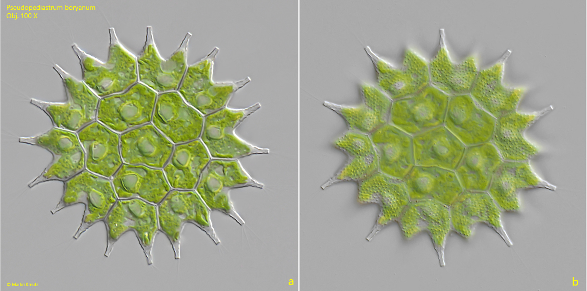 Pseudopediastrum-boryanum