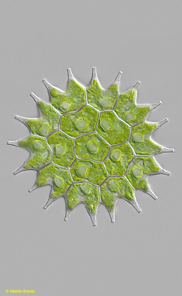 Pseudopediastrum-boryanum