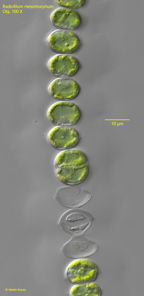Radiofilum-mesomorphum