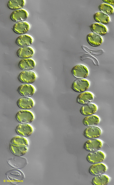 Radiofilum-mesomorphum