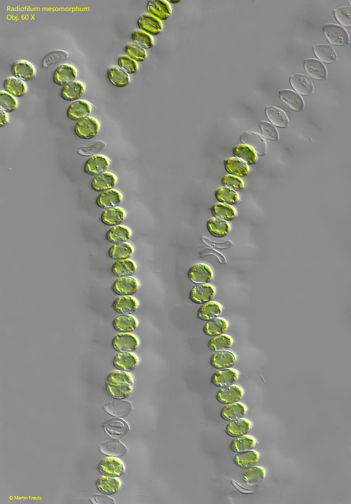 Radiofilum-mesomorphum