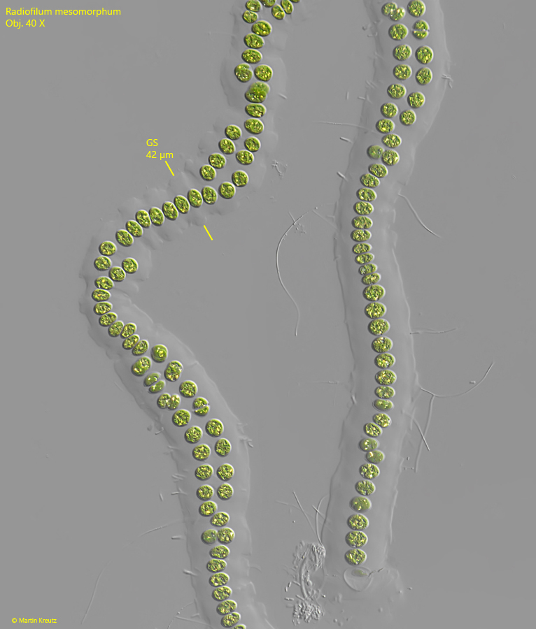 Radiofilum-mesomorphum