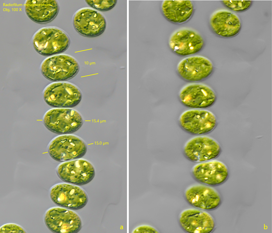 Radiofilum-mesomorphum