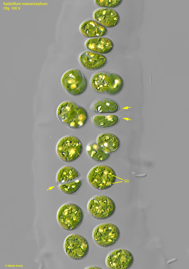 Radiofilum-mesomorphum