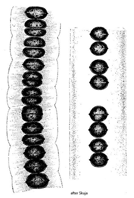 Radiofilum-mesomorphum