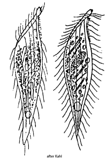 Spathidiodes-euglenivora