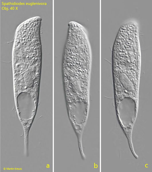 Spathidiodes-euglenivora