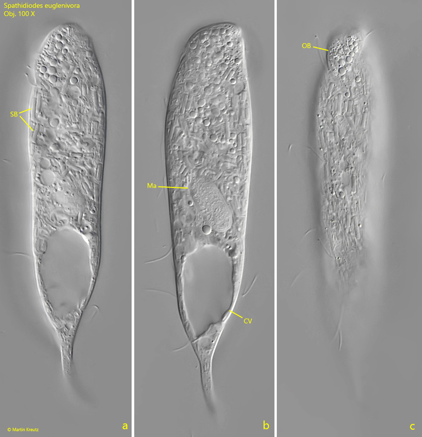 Spathidiodes-euglenivora