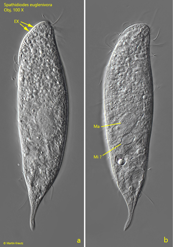 Spathidiodes-euglenivora