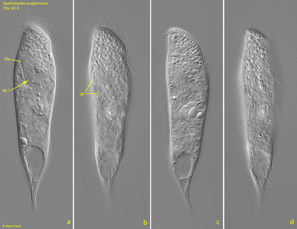 Spathidiodes-euglenivora